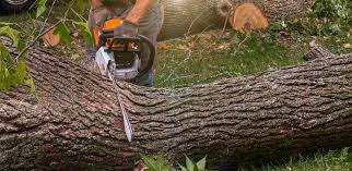 Reliable Virden, IL Tree Services Solutions