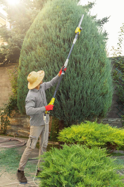 Best Arborist Consultation Services  in Virden, IL